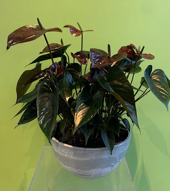 Anthurium Pot plants