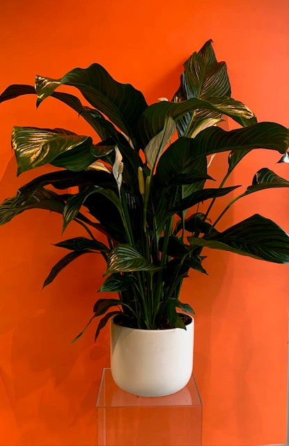 Spathiphyllum Potted Plant